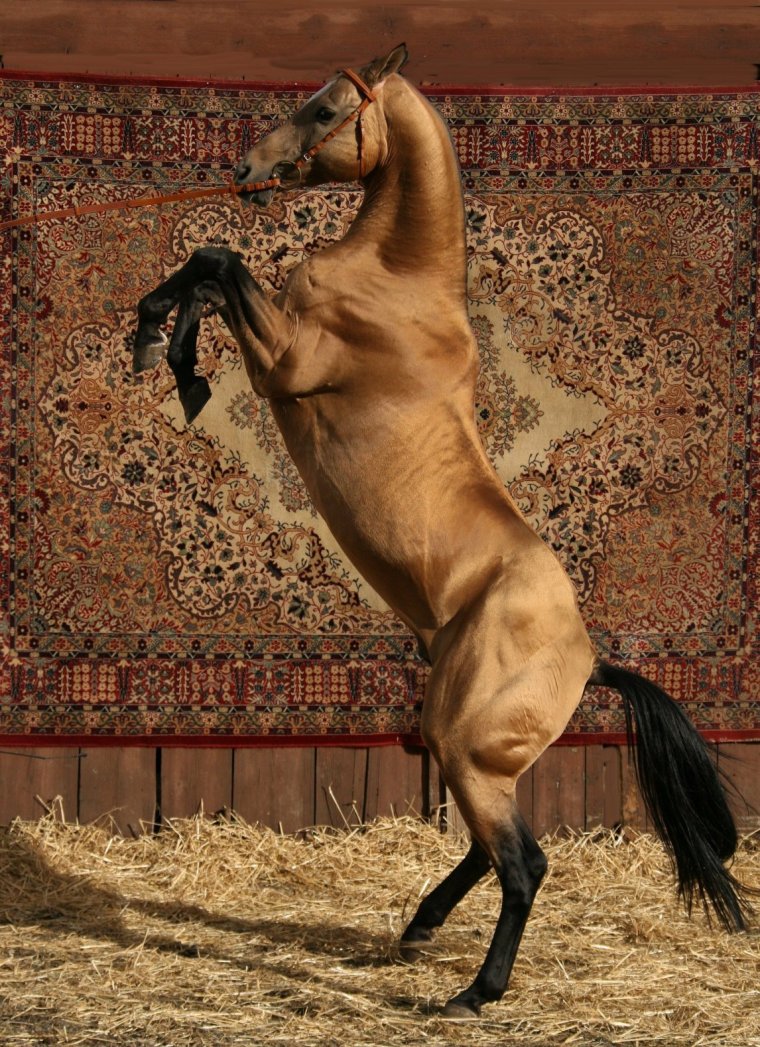 Ахалтекинская лошадь пегая