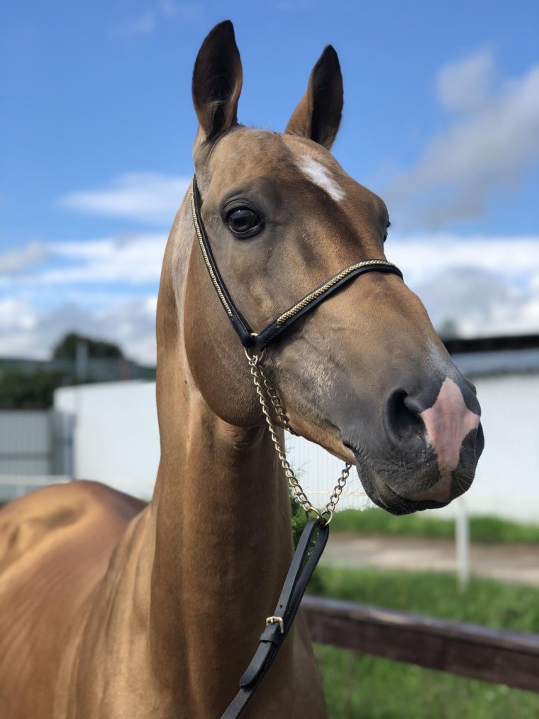 Ахалтекинский жеребец Махмуд