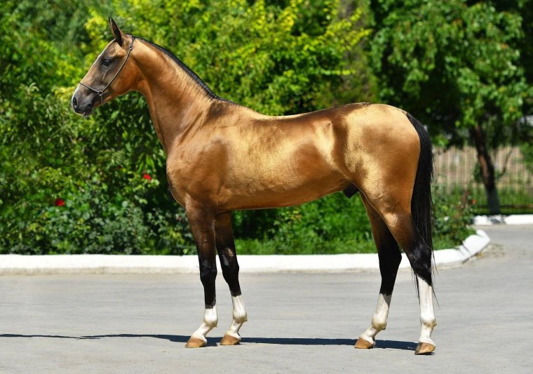 Ахалтекинец буланой масти