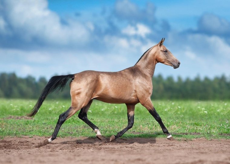 Тохтамыш ахалтекинец