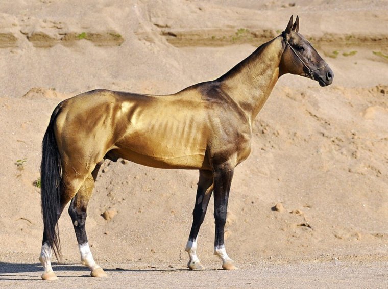 Ахалтекинская порода лошадей