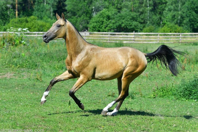 Ахалтекинская лошадь Буланая