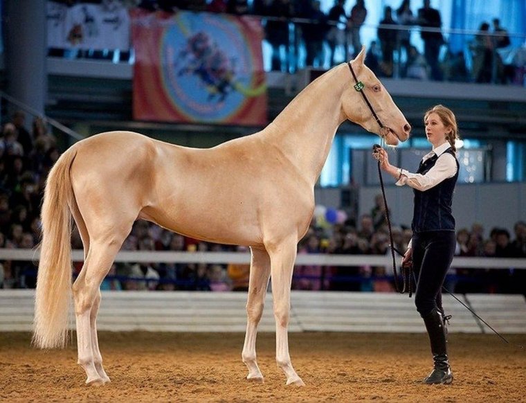 Ахалтекинская Изабелловая