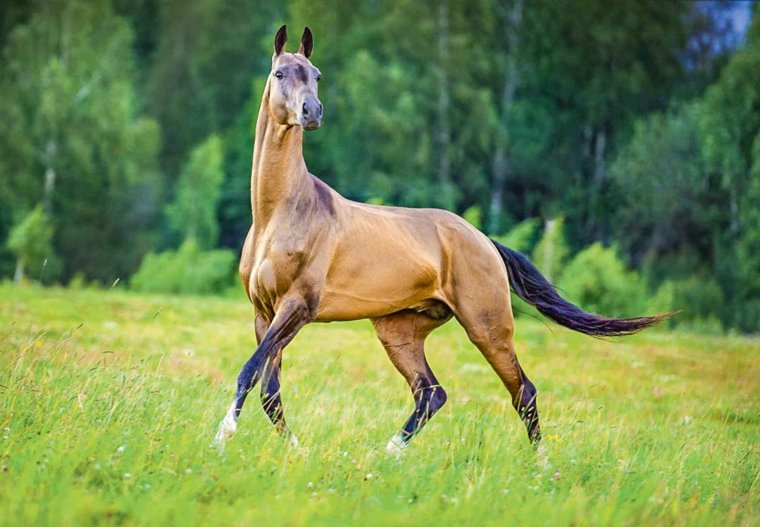 Буланый ахалтекинец