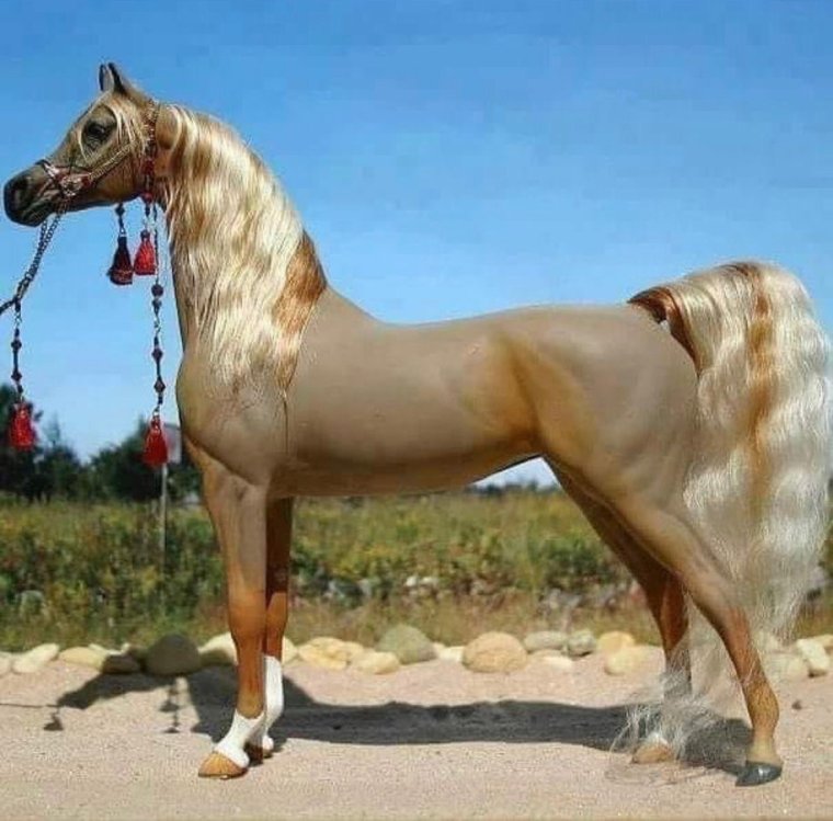Изабелловая арабская лошадь