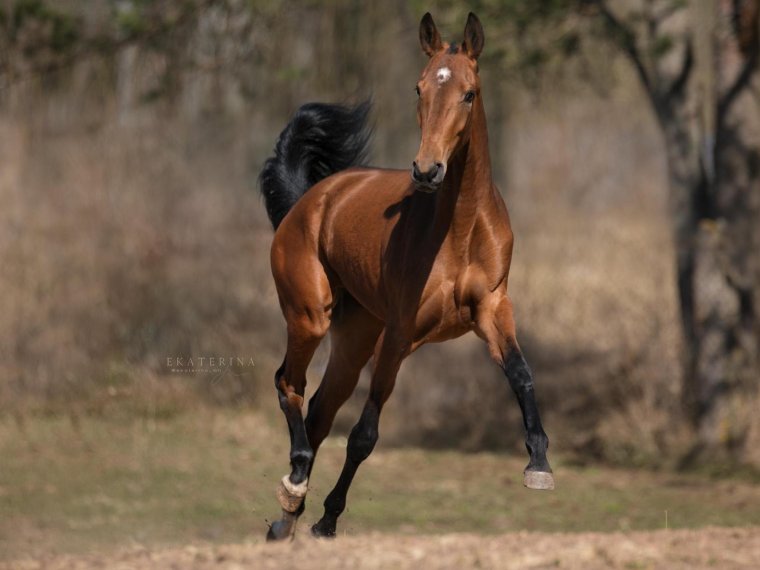 Ахалтекинец задом вперед