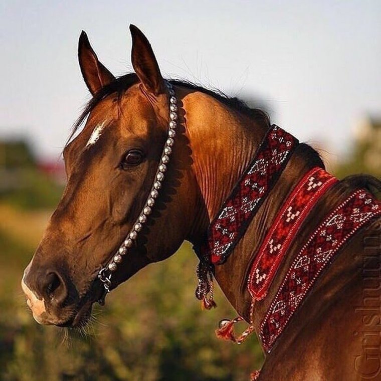 Туркменский лошади Ахалтекинская