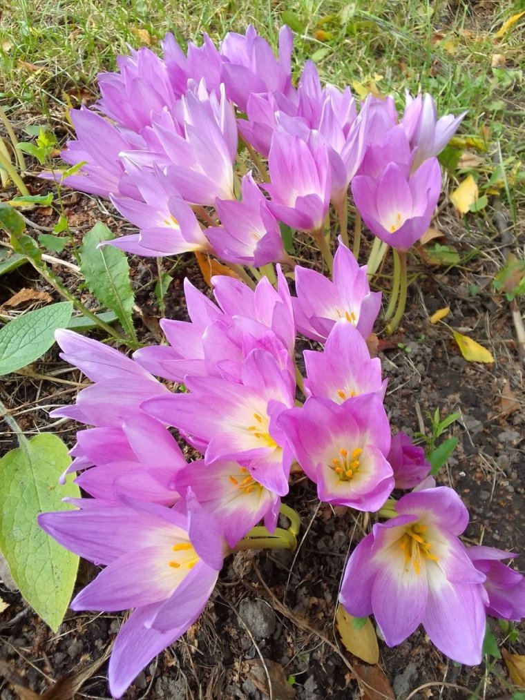 Безвременник великолепный вертикальное фото