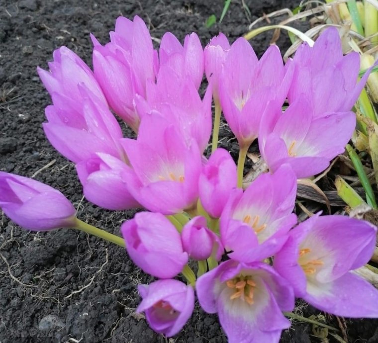 Безвременник осенний