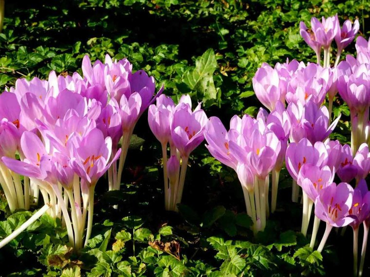 Безвременник анкарский