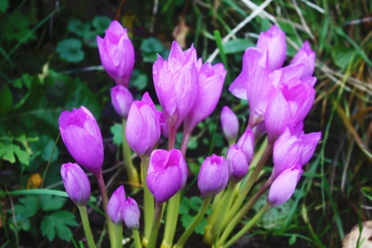 Безвременник Византийский