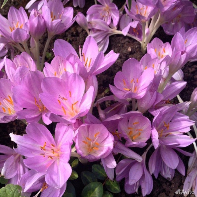 Крокус осенний безвременник