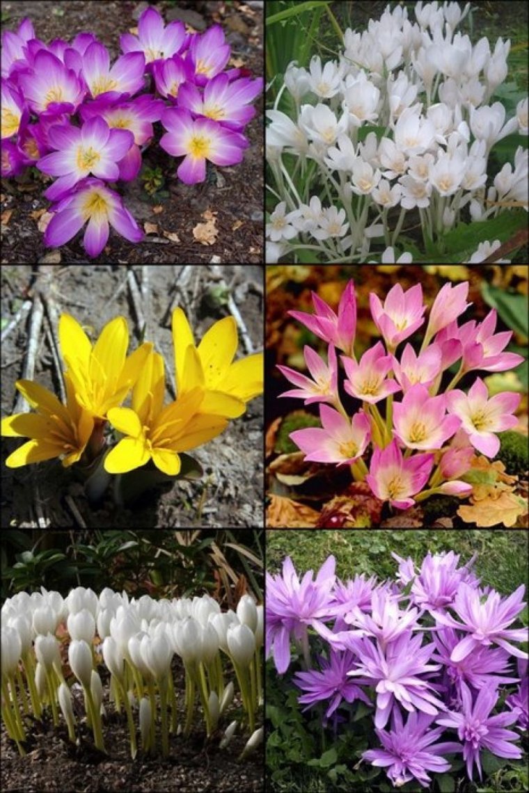 Безвременник цветок