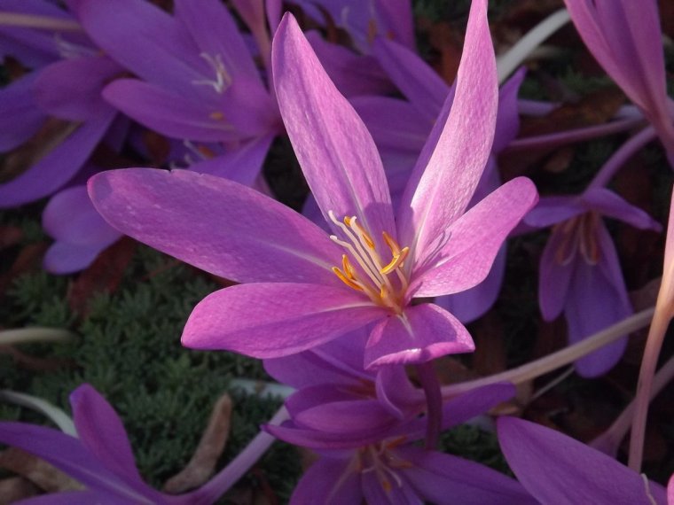 Безвременник великолепный - Colchicum speciosum Stev
