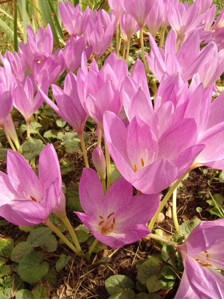 Безвременник великолепный (колхикум)