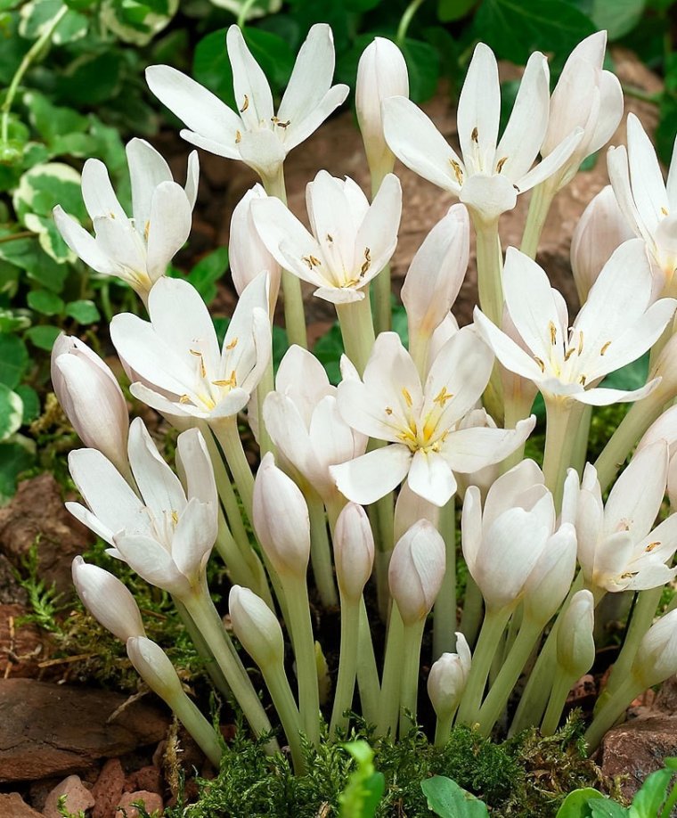 Безвременник альбум