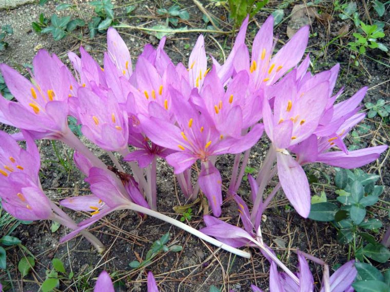 Колхикум безвременник