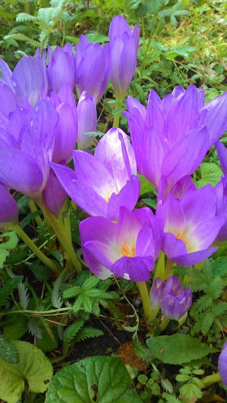 Колхикум безвременник осенний