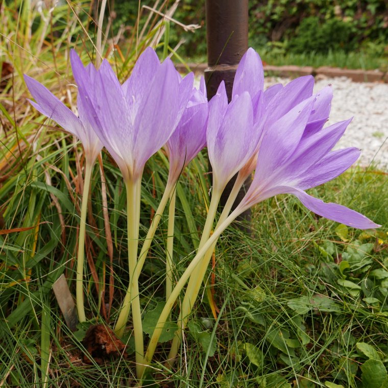 Колхикум безвременник осенний