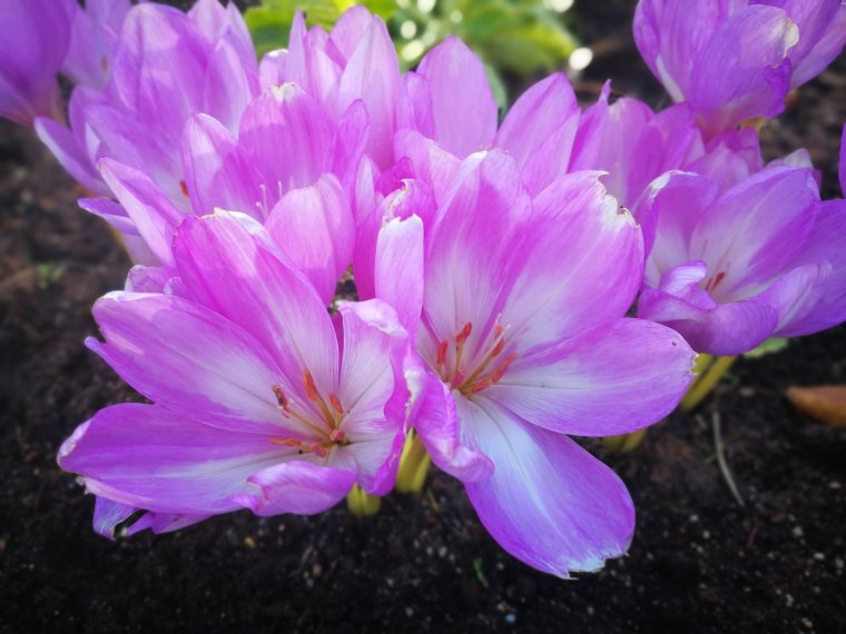 Безвременник Византийский