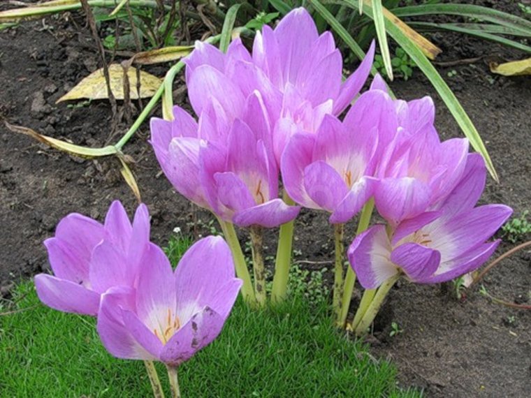 Безвременник Лилак Уандер