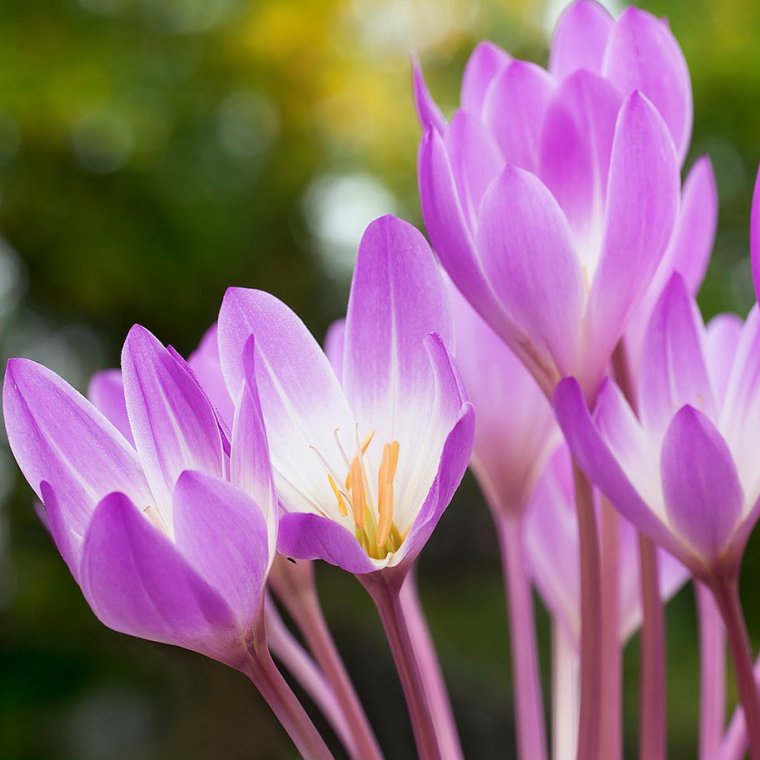 Безвременник Шовица