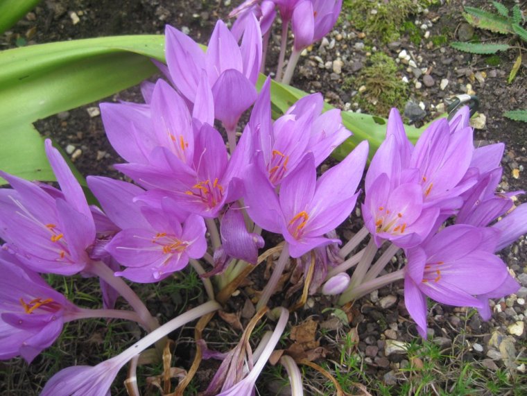 Безымянник великолепный