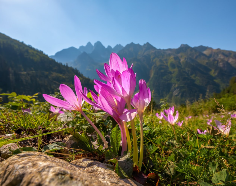 Безвременники Абхазия