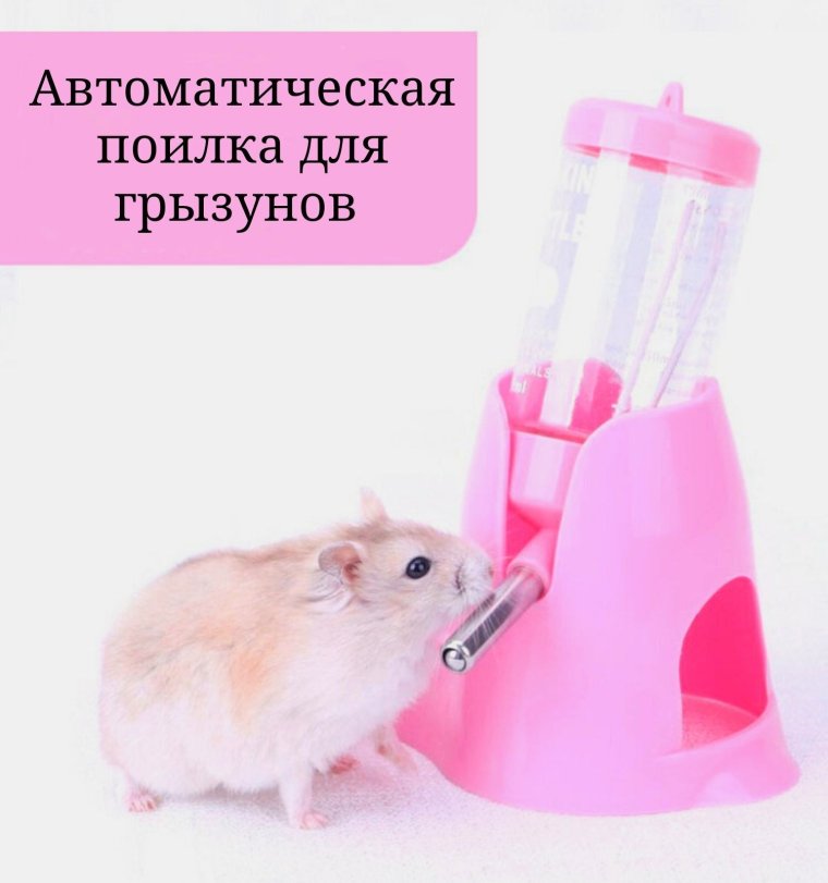 Поилка Для Морской Свинки Фото