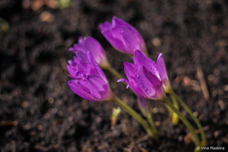 Безвременник Pleniflorum