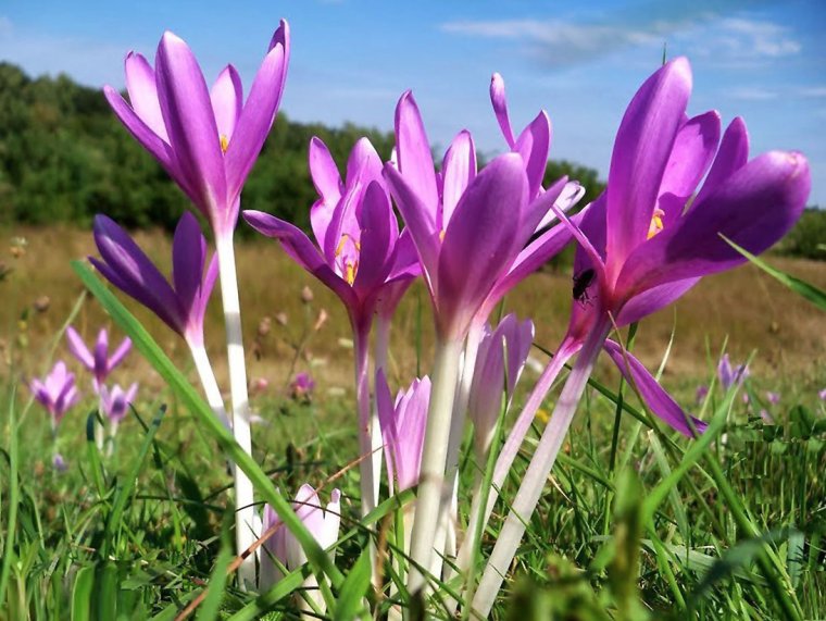 Колхикум безвременник осенний
