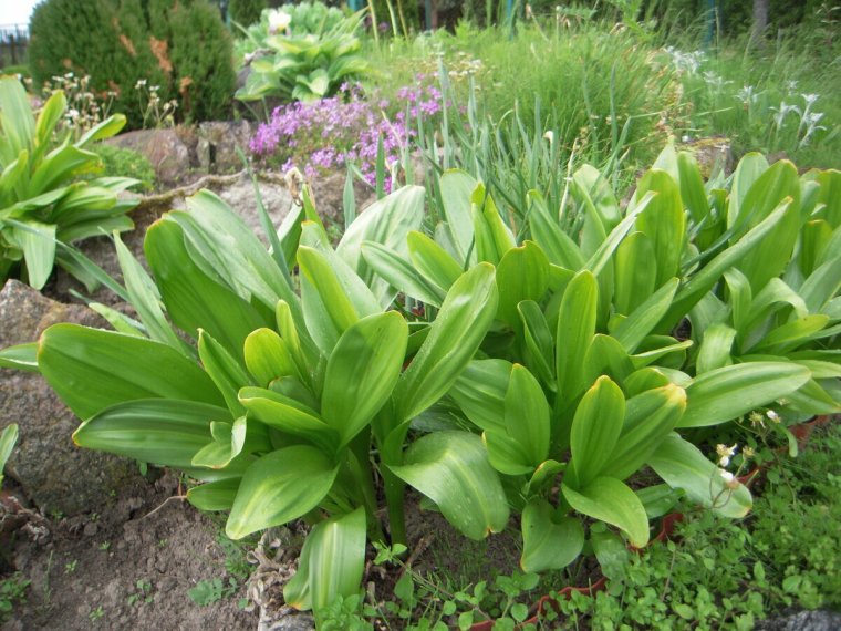 Безвременник цветок