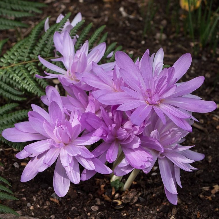 Безвременник (Colchicum) Waterlily
