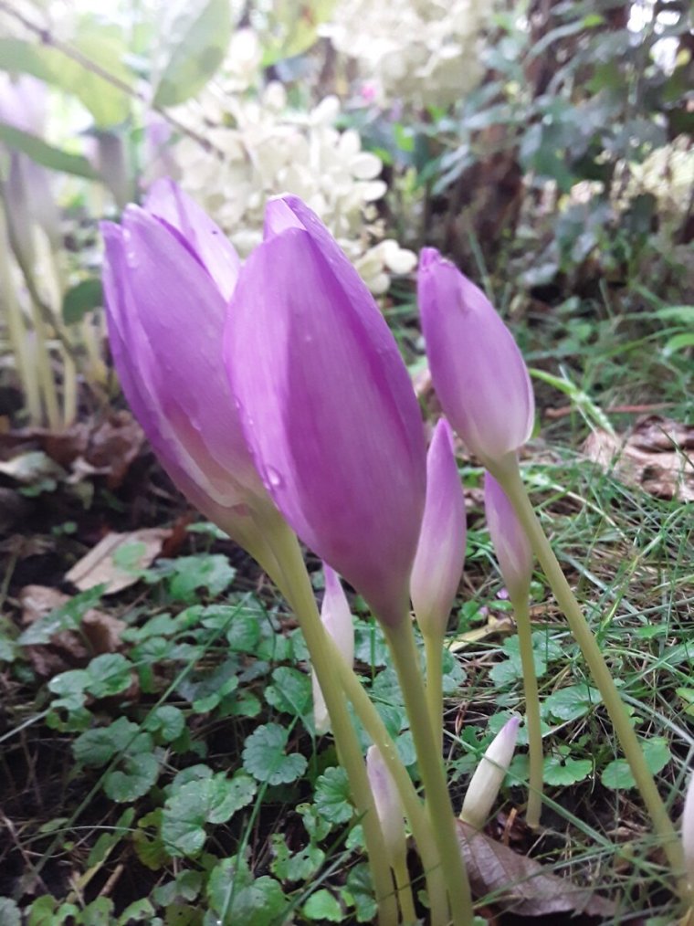 Безвременник анкарский