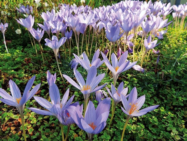 Колхикум безвременник желтый