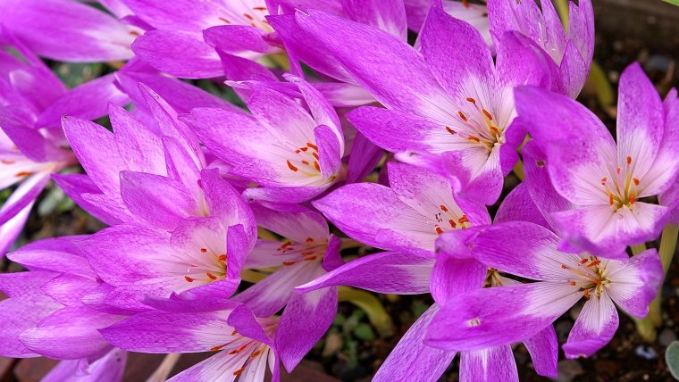 Безвременник веселый рисунок