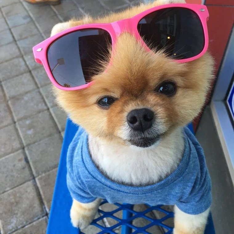 Померанский шпиц Джифф