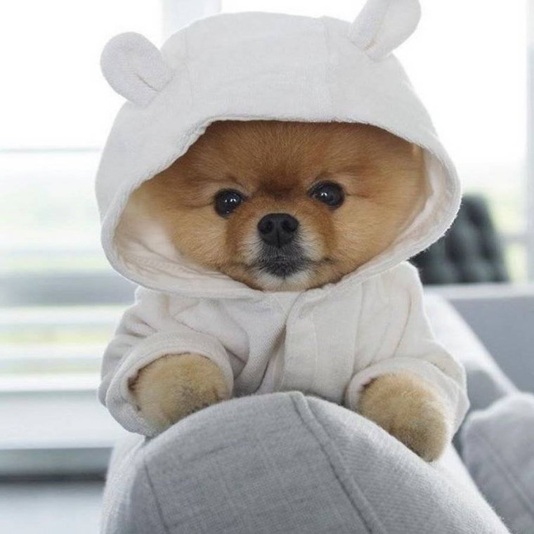 Померанский шпиц jiffpom