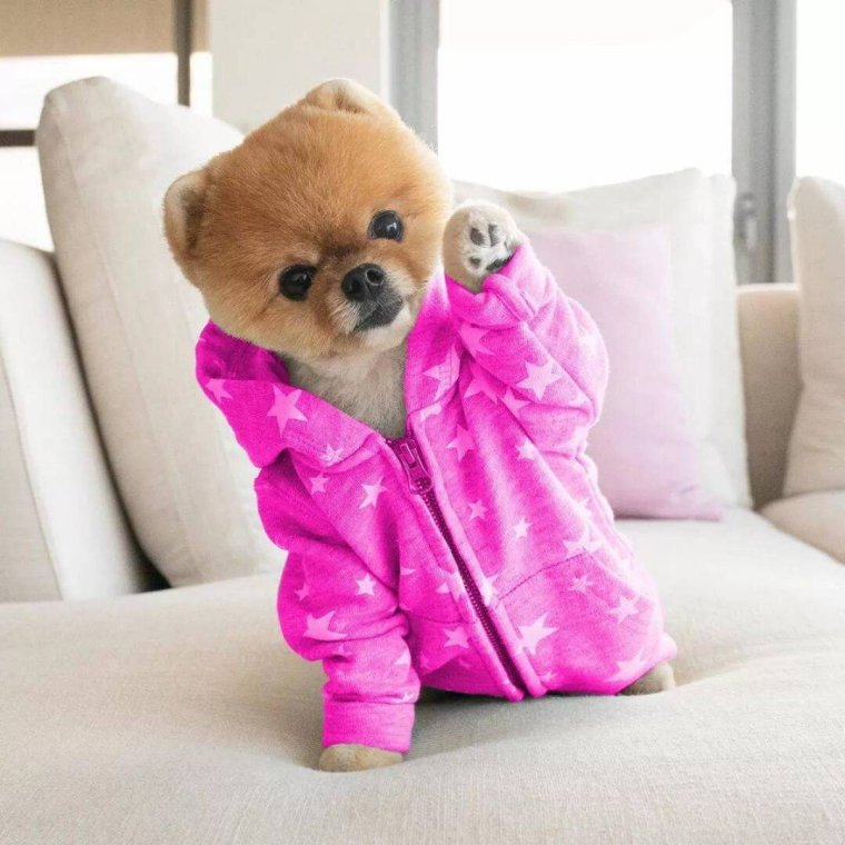 Померанский шпиц jiffpom