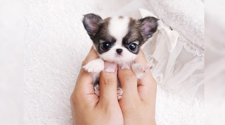 Хаски и чихуахуа