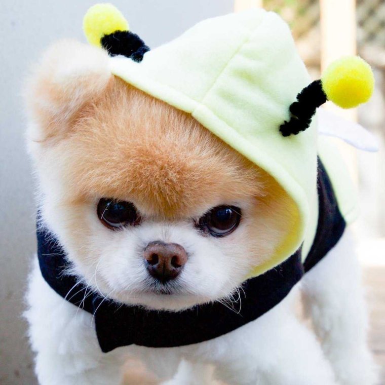 Померанский шпиц БОО