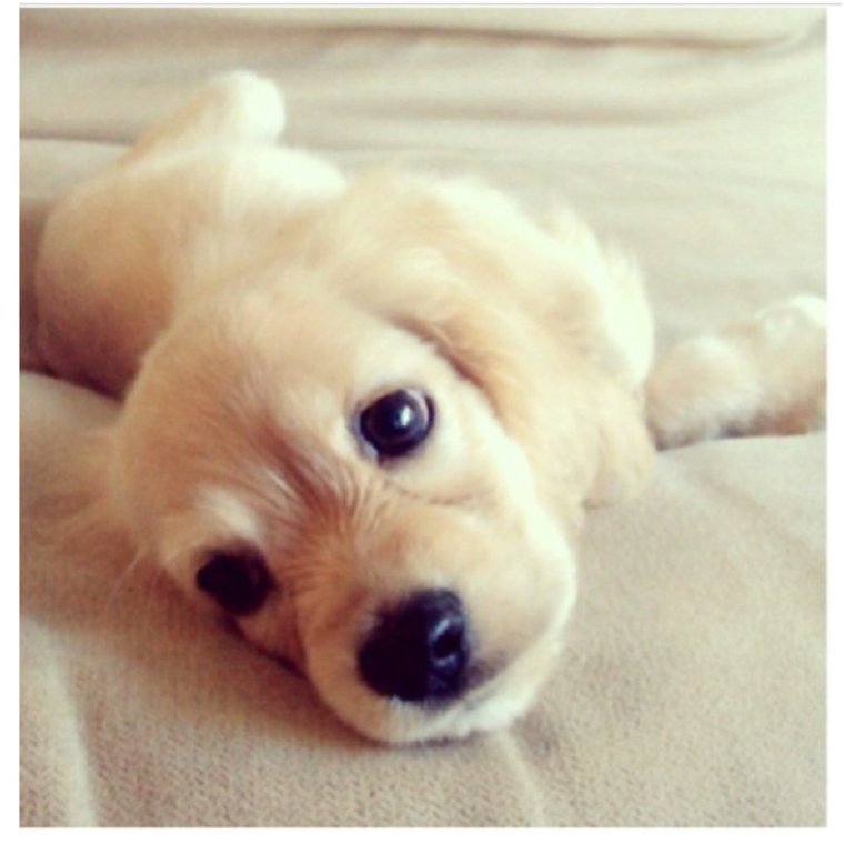 Щенки милые няшные