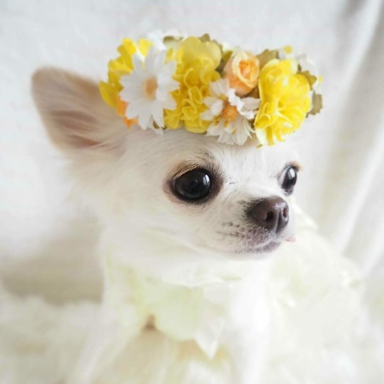 Милые собачки чихуахуа