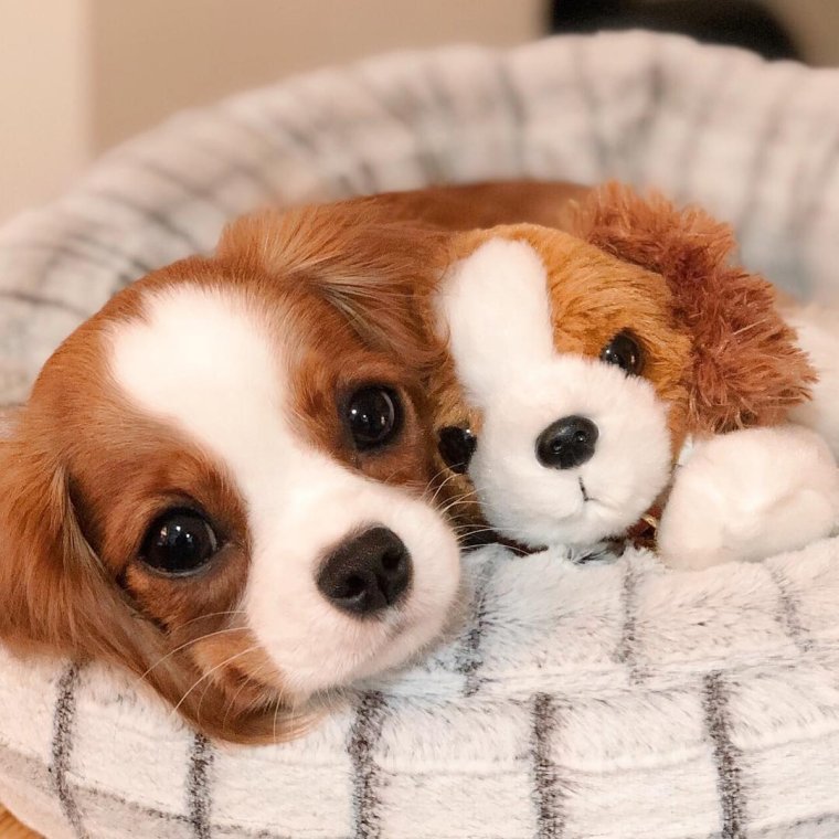 Спаниель Кинг Чарльз Несса