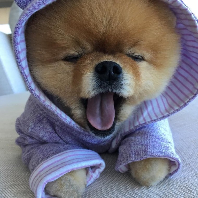 Померанский шпиц jiffpom