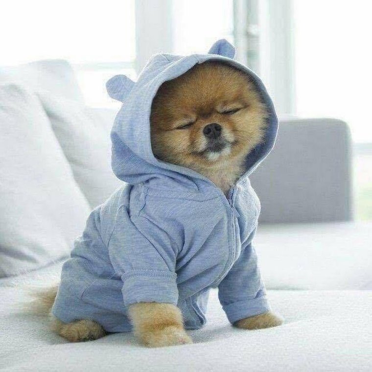 Шпиц в костюмчике