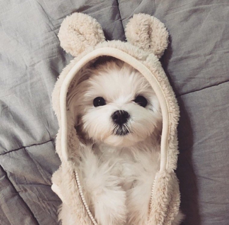 Милые песики