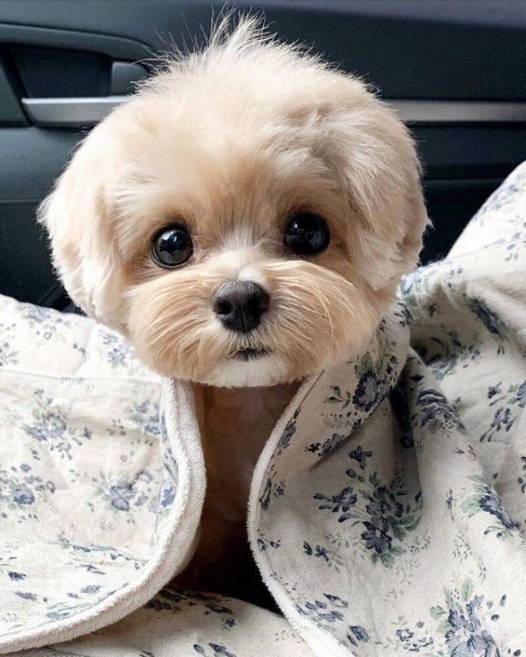 Милые собачки