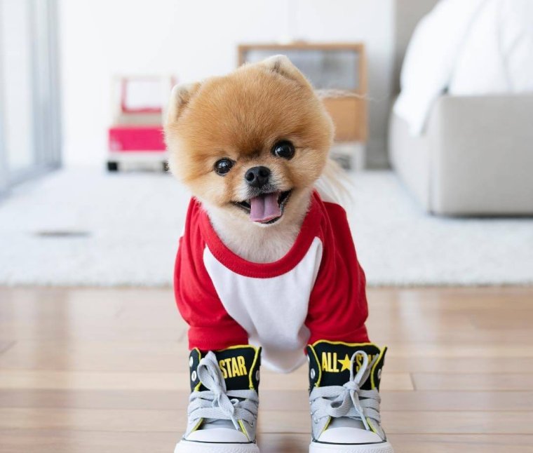 Шпиц jiffpom