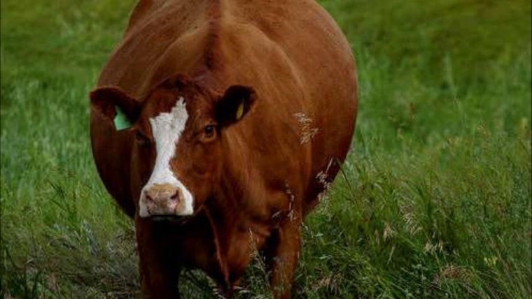 Жирная корова